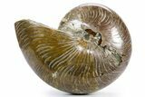 Cretaceous Fossil Nautilus with Ammonites - Madagascar #361324-1